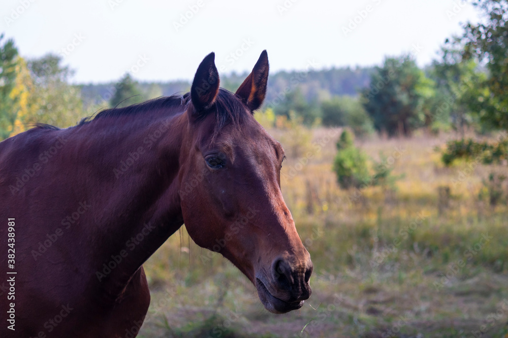 Portrait of a brown horse on a natural background close-up.