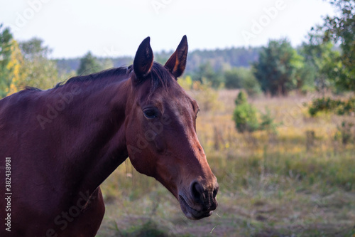 Portrait of a brown horse on a natural background close-up. © Александр Клюйко