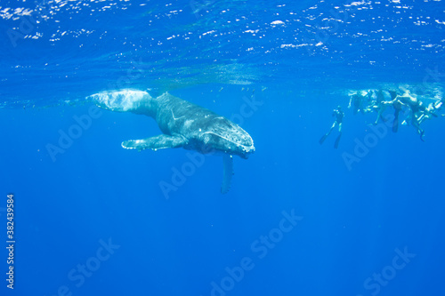Humpback Whale Calf Next to Snorkelers