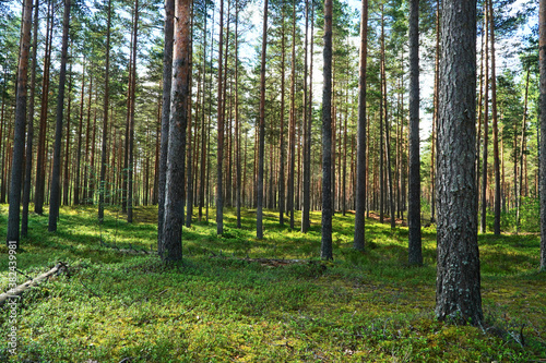 Pine forest panorama in summer. Background with straight, brown pine trunks.