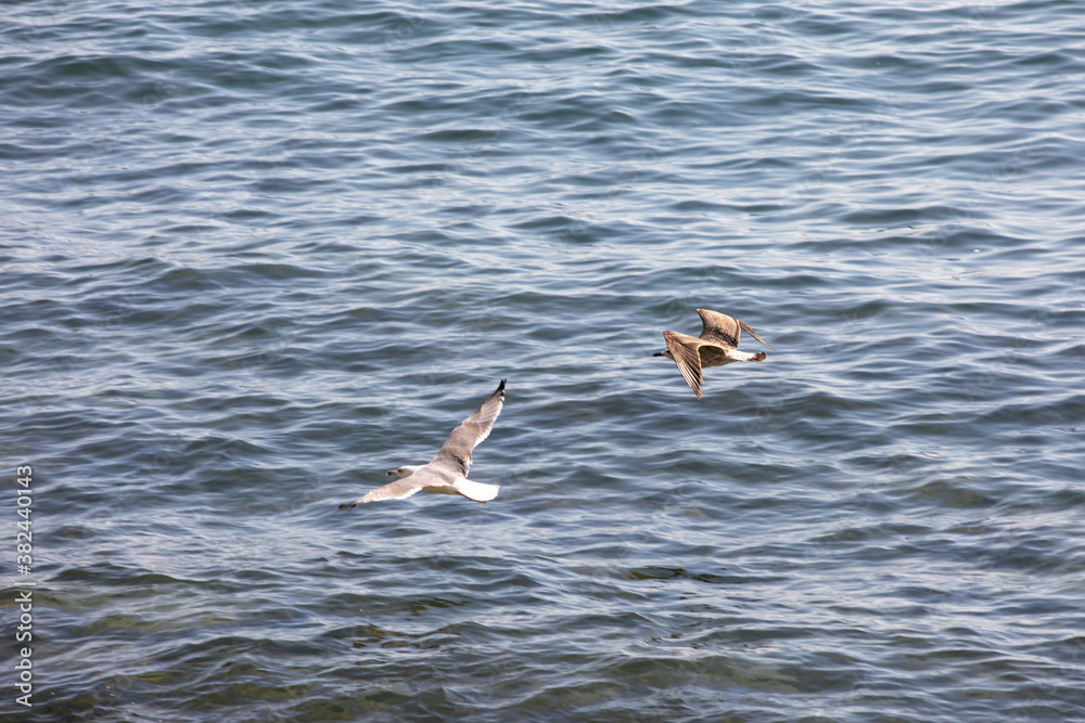 Fototapeta premium Seagull in flight