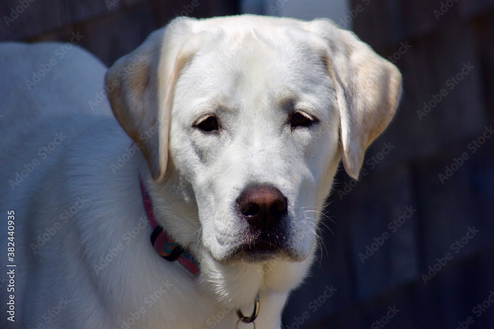 Obraz premium Labrador puppy on a summer's day