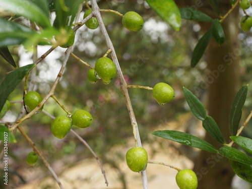 some olives on the tree