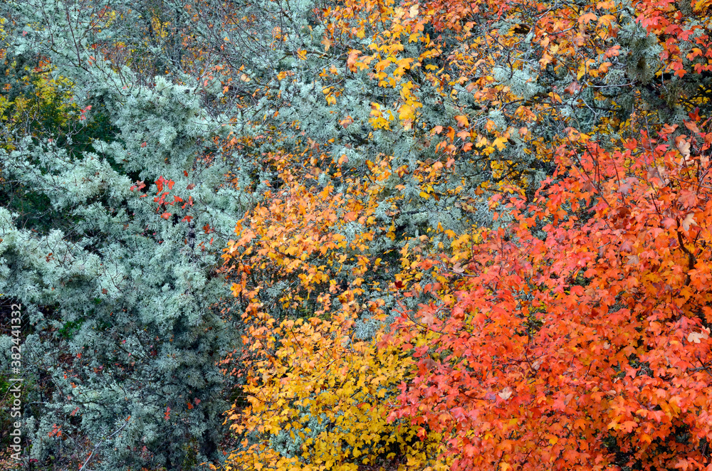Colorful Montpellier maples in autumn