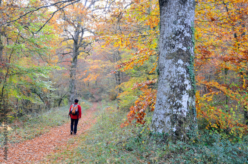 A hiker walks through a forest in autumn A hiker walks through a forest in autumn