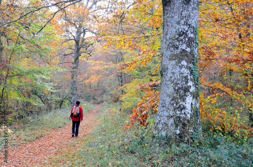 A hiker walks through a forest in autumn © Jon Benedictus