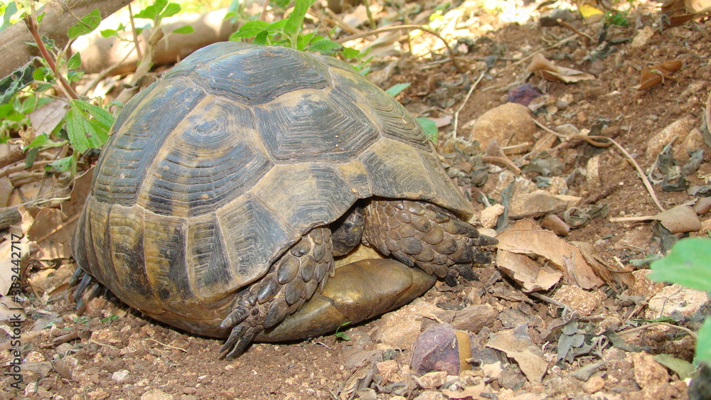 tortoise.
Greek tortoise.
close up of tortoise.
closeup turtle.
tortoise in nature - turtle.
reptiles, reptile, animals, animal, pets, pet, wildlife, wild nature, forest, woods, garden, park, desert tortoise.
Greek tortoise.
close up of tortoise.
closeup turtle.
tortoise in nature - turtle.
reptiles, reptile, animals, animal, pets, pet, wildlife, wild nature, forest, woods, garden, park, desert