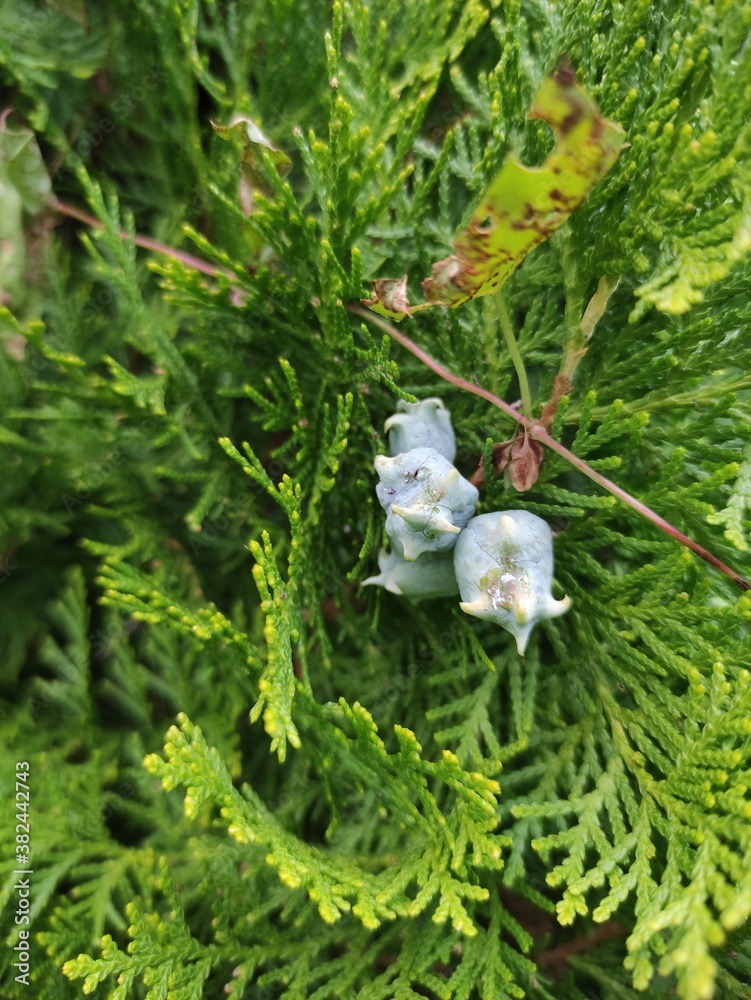 Thuja-Strauch 