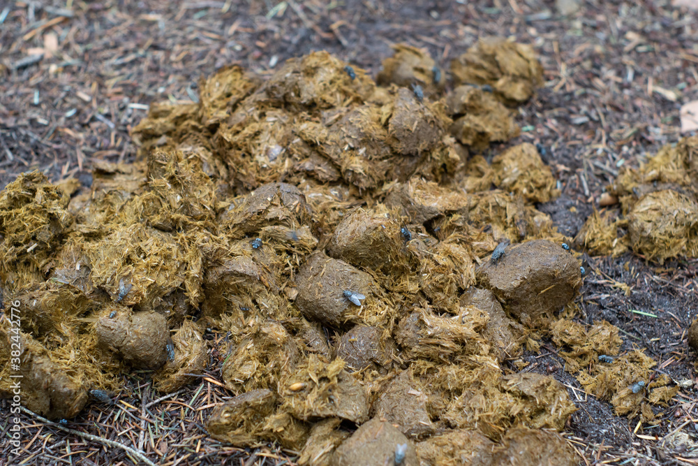 Horse poo, excrement on a road, covered with flies and other insects - natural fertilizer for farming. Concept of carbon footprint, ecology.