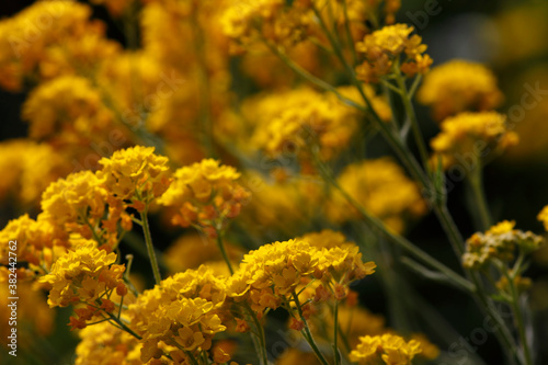 Beautiful flowers in garden, spring in may