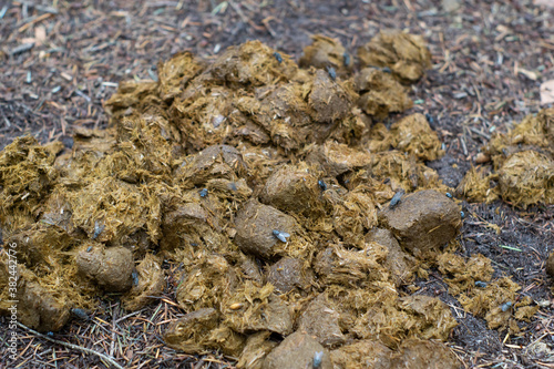 Obraz na płótnie Horse poo, excrement on a road, covered with flies and other insects - natural fertilizer for farming. Concept of carbon footprint, ecology. w salonie