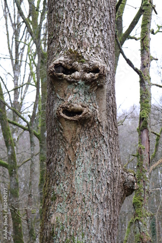 Photo d'un tronc d'arbre avec des formes d'un visage rieur, amusant