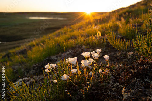 white flowers in the tundra on the background of the setting sun