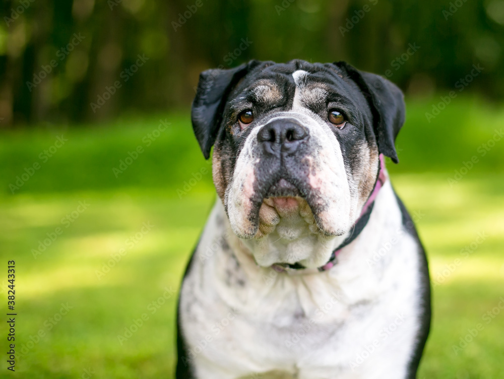 A black and white English Bulldog outdoors