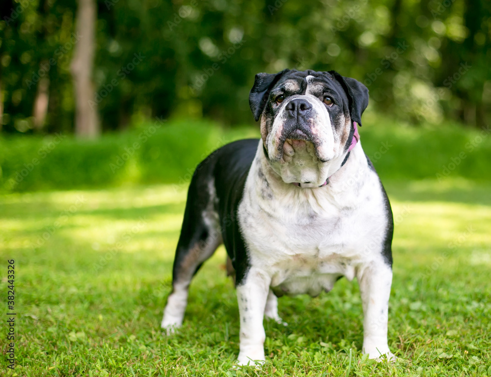 A black and white English Bulldog standing outdoors