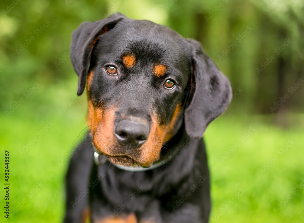 A purebred Rottweiler dog looking at the camera with a head tilt