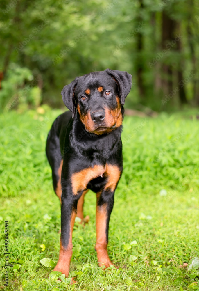 A purebred Rottweiler dog standing outdoors and listening with a head tilt