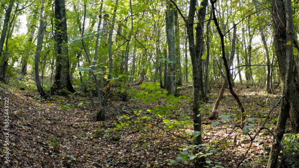 Shot from the ground of a beautiful thick forest on the edge of the mountain on a autumn sunny day Shot from the ground of a beautiful thick forest on the edge of the mountain on a autumn sunny day