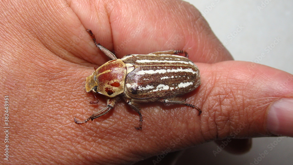 Obraz premium beetle. large beetle on the hand on white background. close up the beetle closeup beetle micro monster, insects, insect, bug, bugs, animal, animals, wildlife, wild nature, forest, woods, garden, park