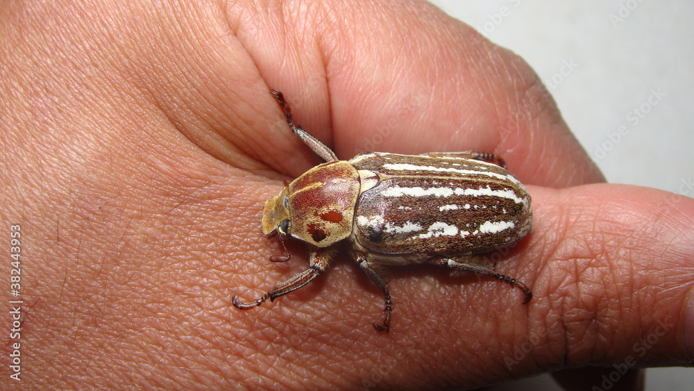 Obraz premium beetle. large beetle on the hand on white background. close up the beetle closeup beetle micro monster, insects, insect, bug, bugs, animal, animals, wildlife, wild nature, forest, woods, garden, park