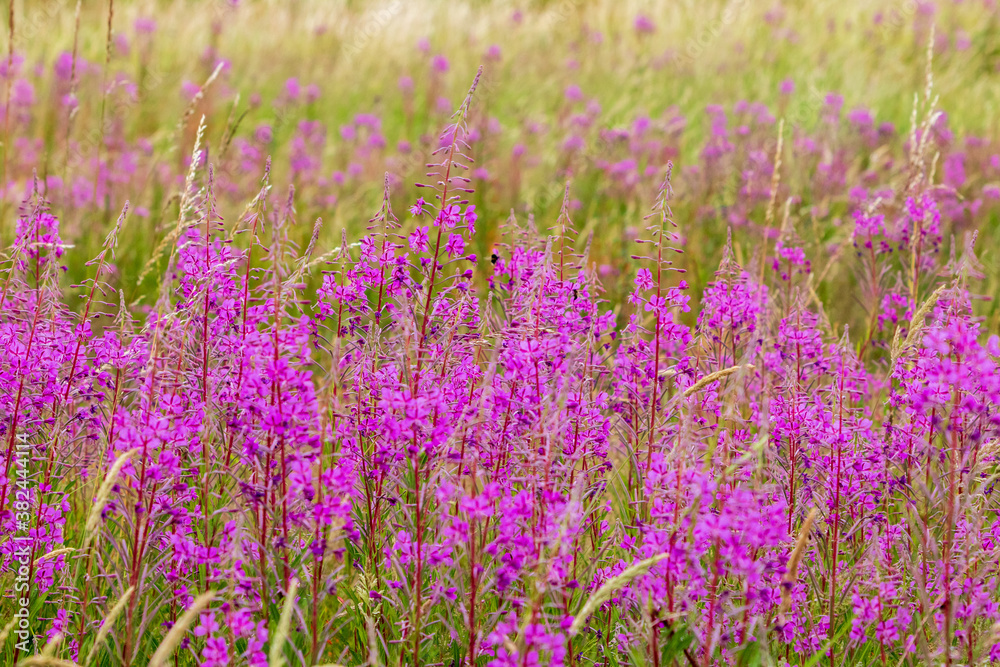 field of purple flowers