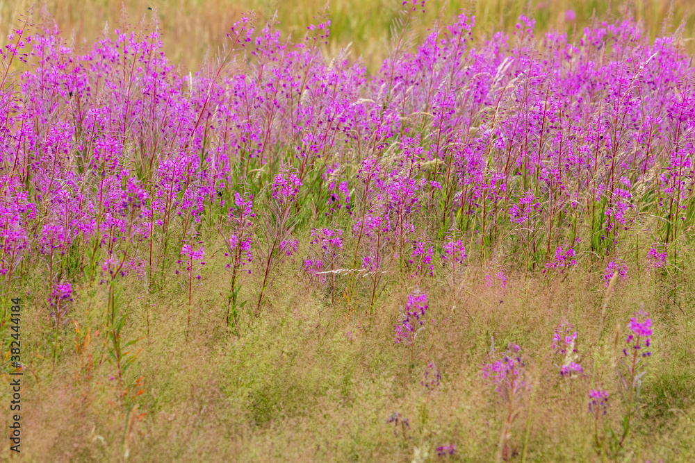 Fototapeta premium field of purple flowers