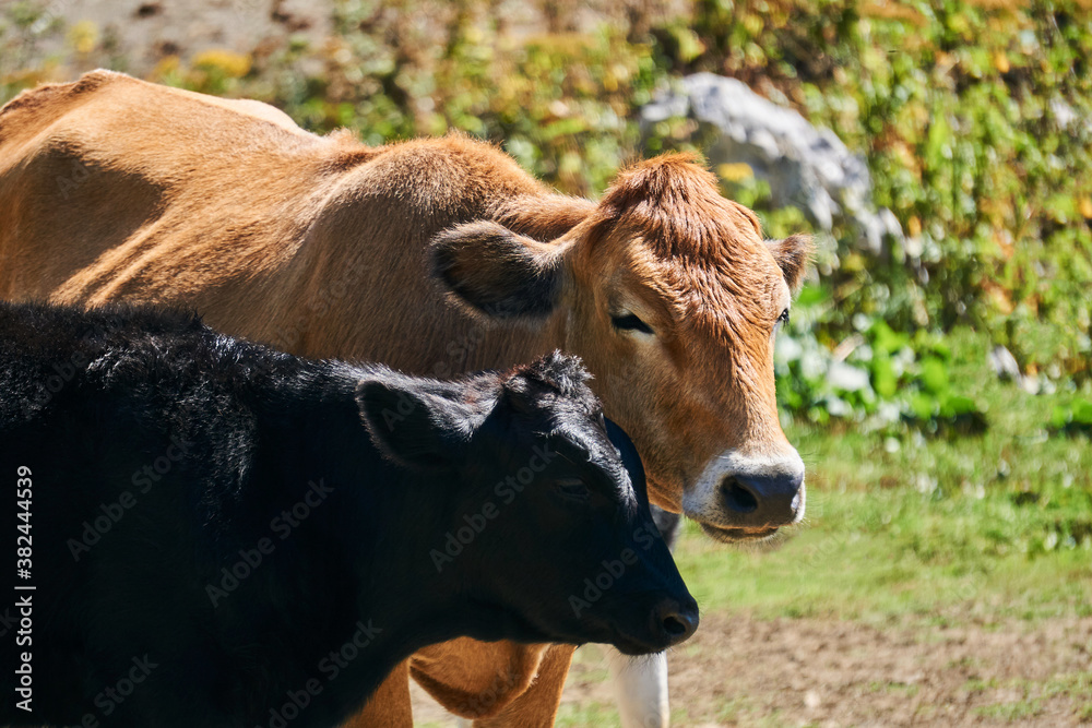 portrait of a cow with a calf outdoors close up portrait of a cow with a calf outdoors close up
