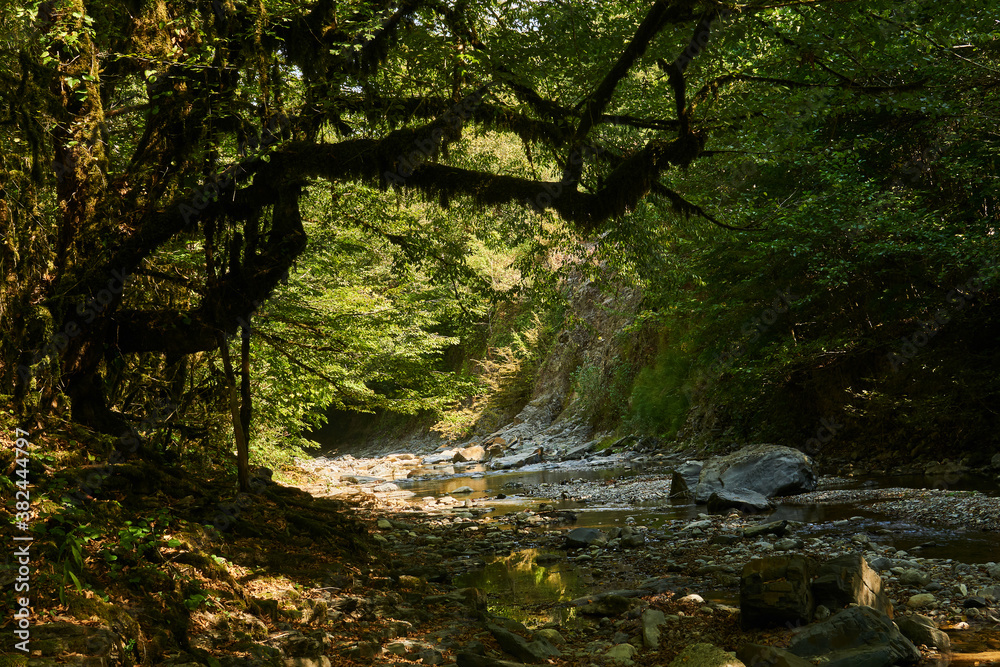 gorge with mountain stream bed in tropical forest gorge with mountain stream bed in tropical forest