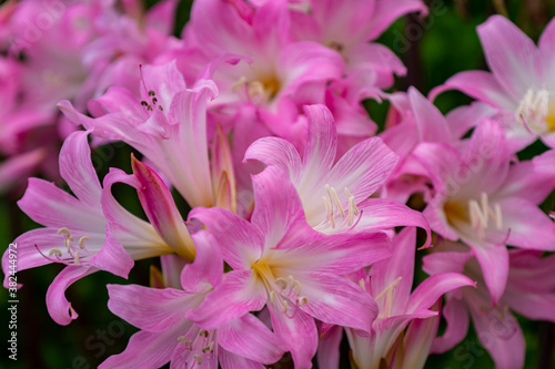 Pink Flowers, São Miguel Island - Azores