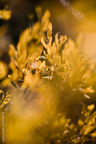 Warm yellow fall leaves in abstract focus © ryanwcurleyphoto