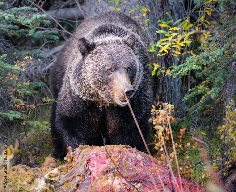 Grizzly bear in the fall Grizzly bear in the fall