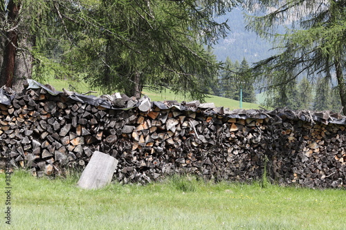 Woodpile in the forest in summer