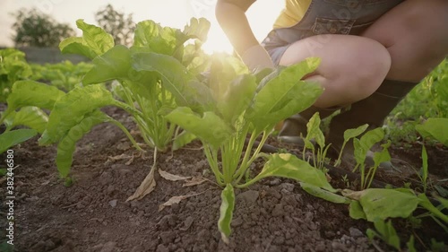 Young woman pulling out weeds in the garden. Women's hands work in the ground. Vegetable growing. A young girl works on a young beet plantation. Organic products from the home garden. Small business.