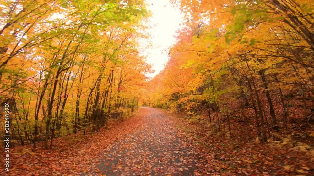 Autumn colors. Colorful fall leaves on forest path
