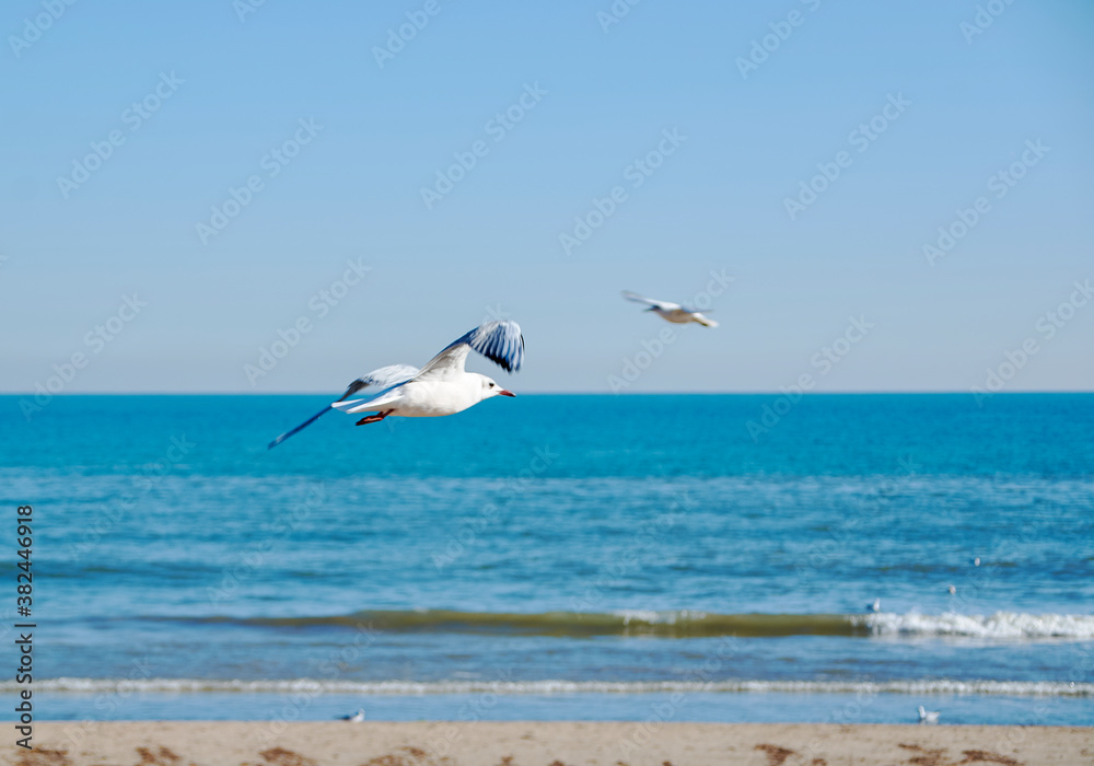 Fototapeta premium Set of seagulls flying on the beach