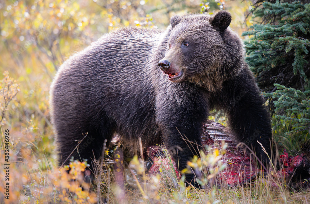 Grizzly bear in the fall Grizzly bear in the fall