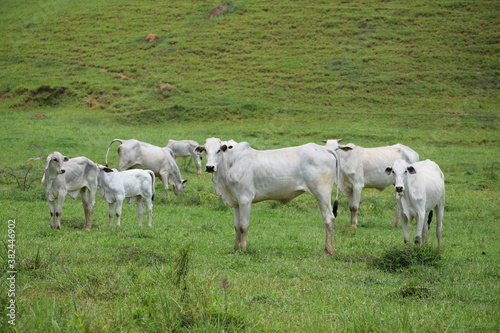 Nelore cattle in the pasture