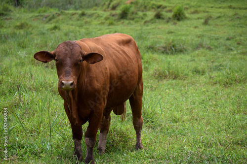 a brangus ox in the pasture © Leonidas