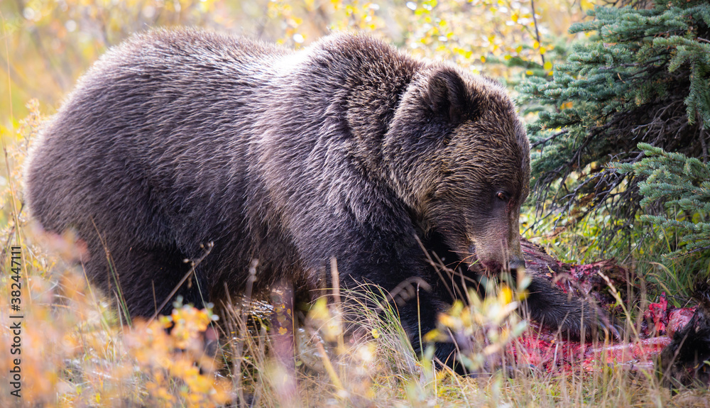 Grizzly bear in the fall Grizzly bear in the fall