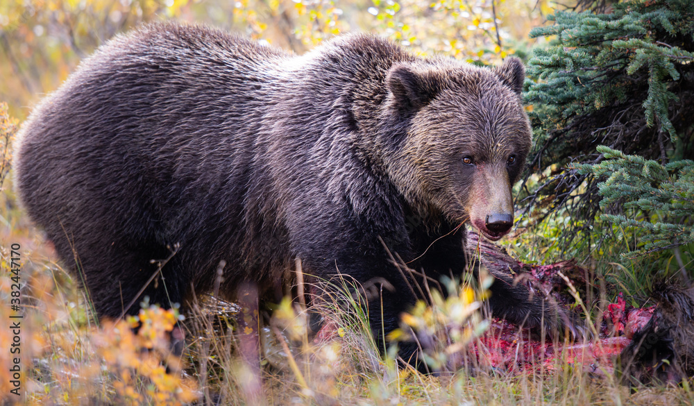 Grizzly bear in the fall Grizzly bear in the fall
