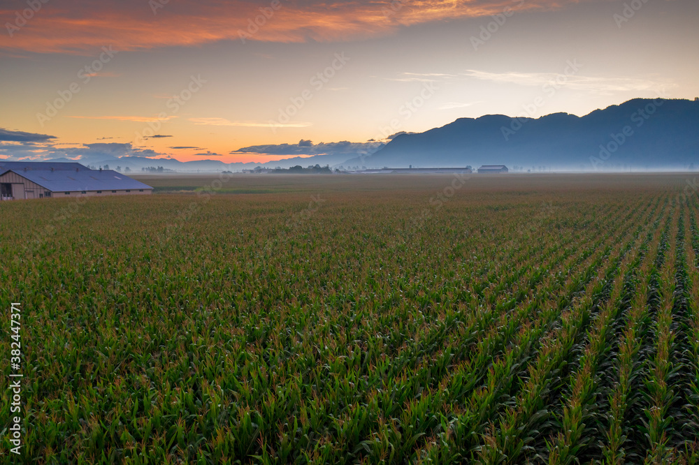 Aerial of cornfield during September sunrise