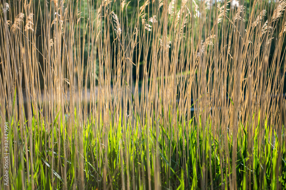 Obraz premium reeds in the water