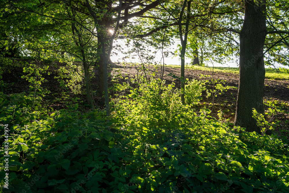 Obraz premium tree in the forest