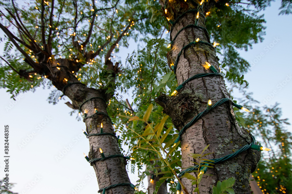 Fototapeta premium Christmas Lights on a Small Tree With a Clear Blue Sky in the Background