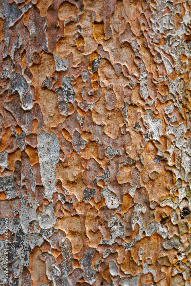 Tree trunk texture (Pradosia kuhlmannii) Tree trunk texture (Pradosia kuhlmannii)