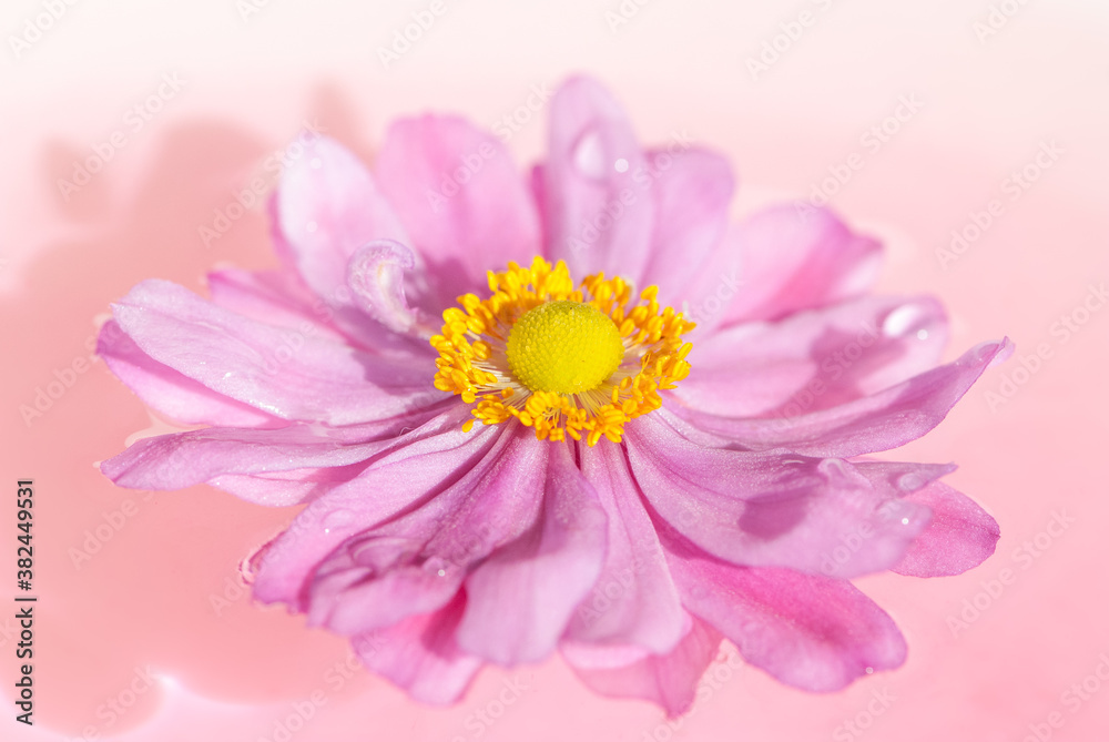 Close-up pink  purple japanese anemone, thimbleweed or windflower lying on pink water