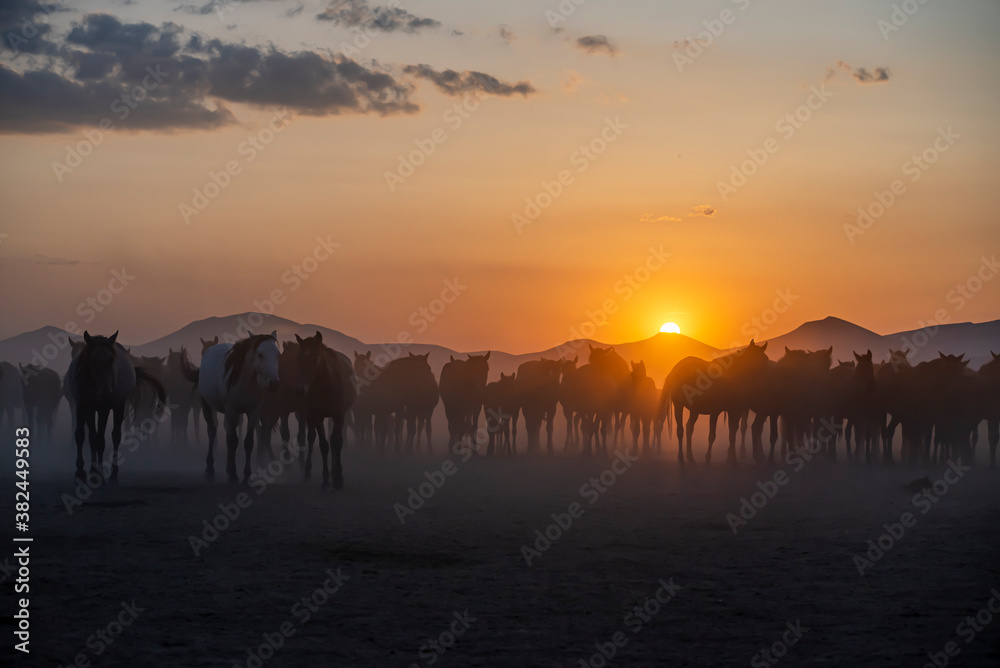 Wild horses run in foggy at sunset. Wild horses are running in dust. Near Hormetci Village, between Cappadocia and Kayseri, Turkey Wild horses run in foggy at sunset. Wild horses are running in dust. Near Hormetci Village, between Cappadocia and Kayseri, Turkey
