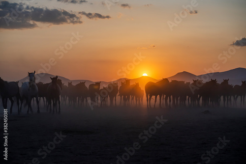 Wild horses run in foggy at sunset. Wild horses are running in dust. Near Hormetci Village, between Cappadocia and Kayseri, Turkey