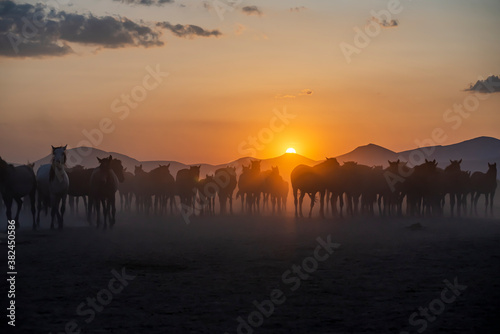 Wild horses run in foggy at sunset. Wild horses are running in dust. Near Hormetci Village, between Cappadocia and Kayseri, Turkey