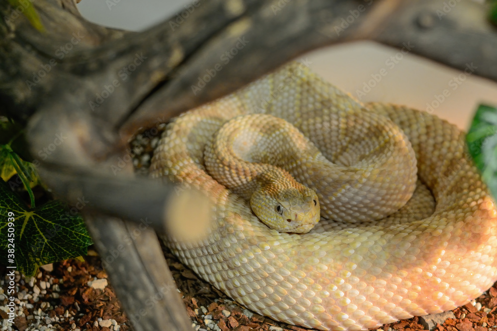 Obraz premium The cold blooded reptile lies on the ground and basks in the sun. The venomous snake shot close up.